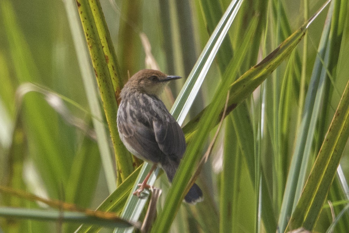 Carruthers's Cisticola - ML110253631