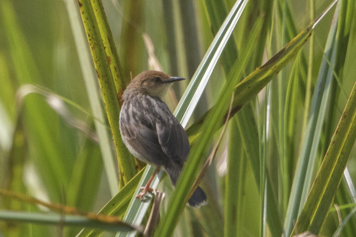 Carruthers's Cisticola - Bradley Hacker 🦜