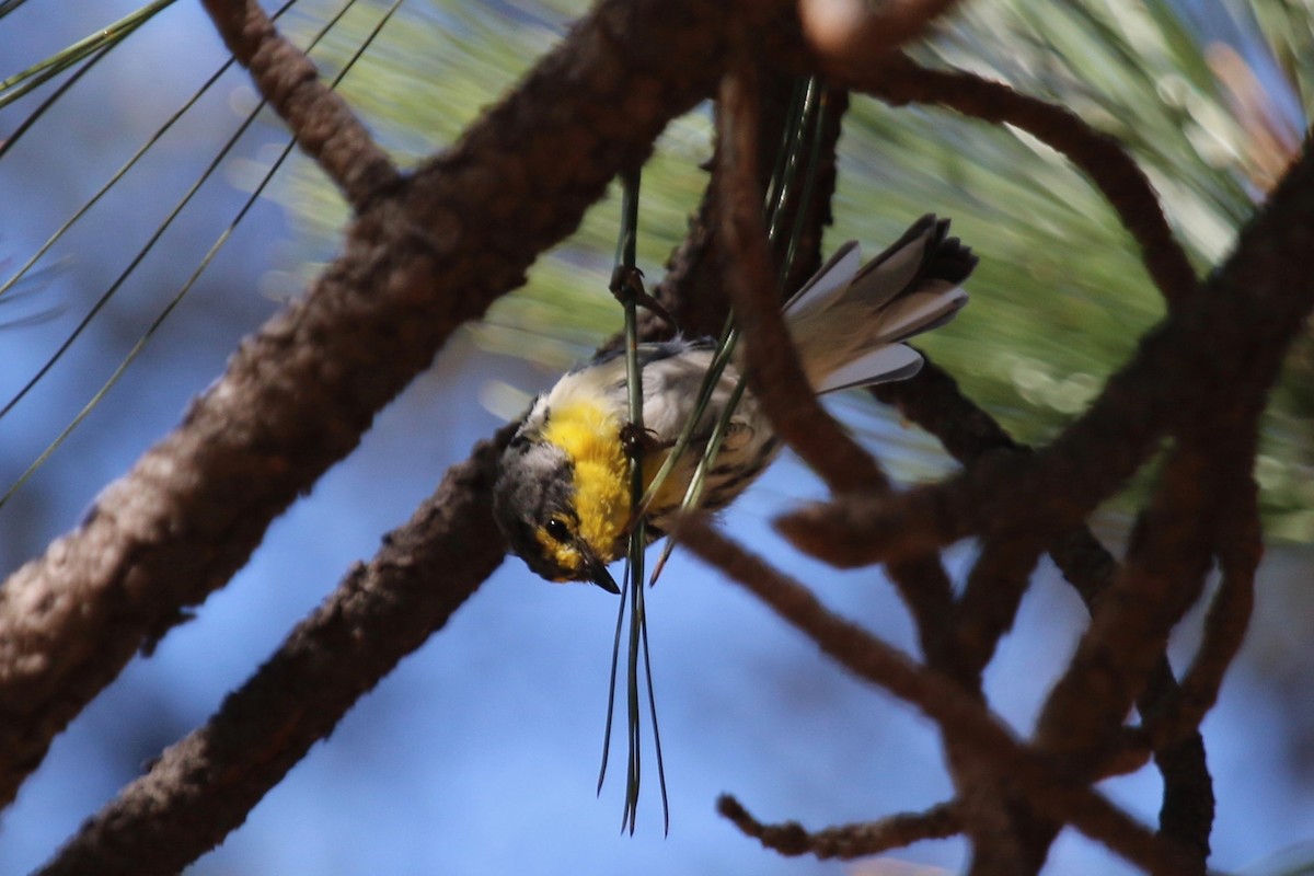 Grace's Warbler - ML110253751