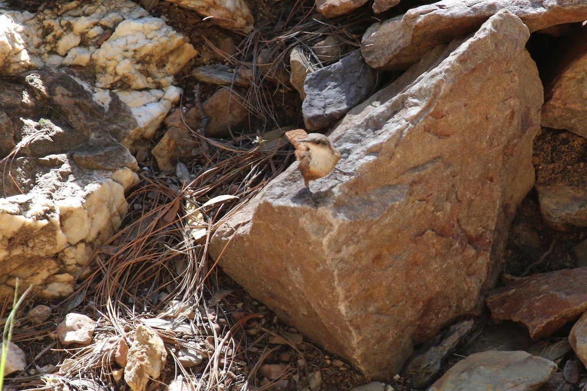 Canyon Wren - ML110253791