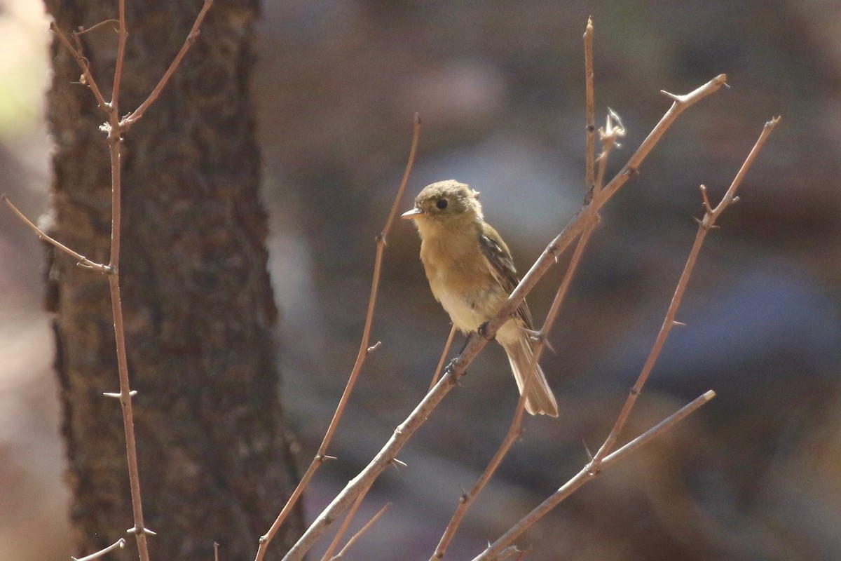 Buff-breasted Flycatcher - ML110253831