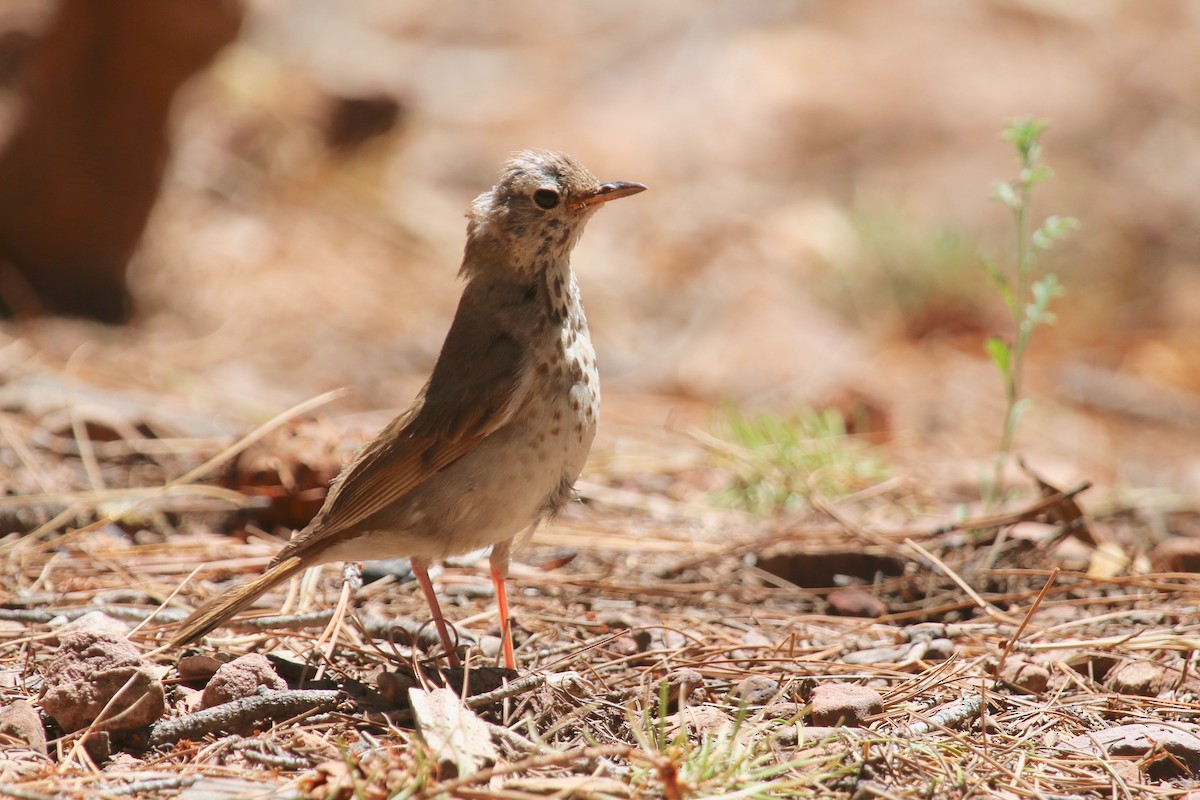 Hermit Thrush - ML110253881