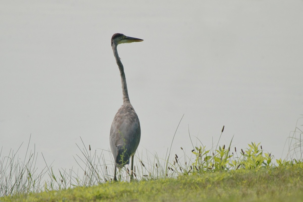 Great Blue Heron - ML110253981