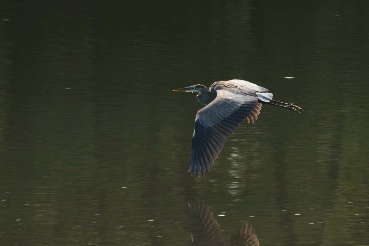 Great Blue Heron - ML110254021