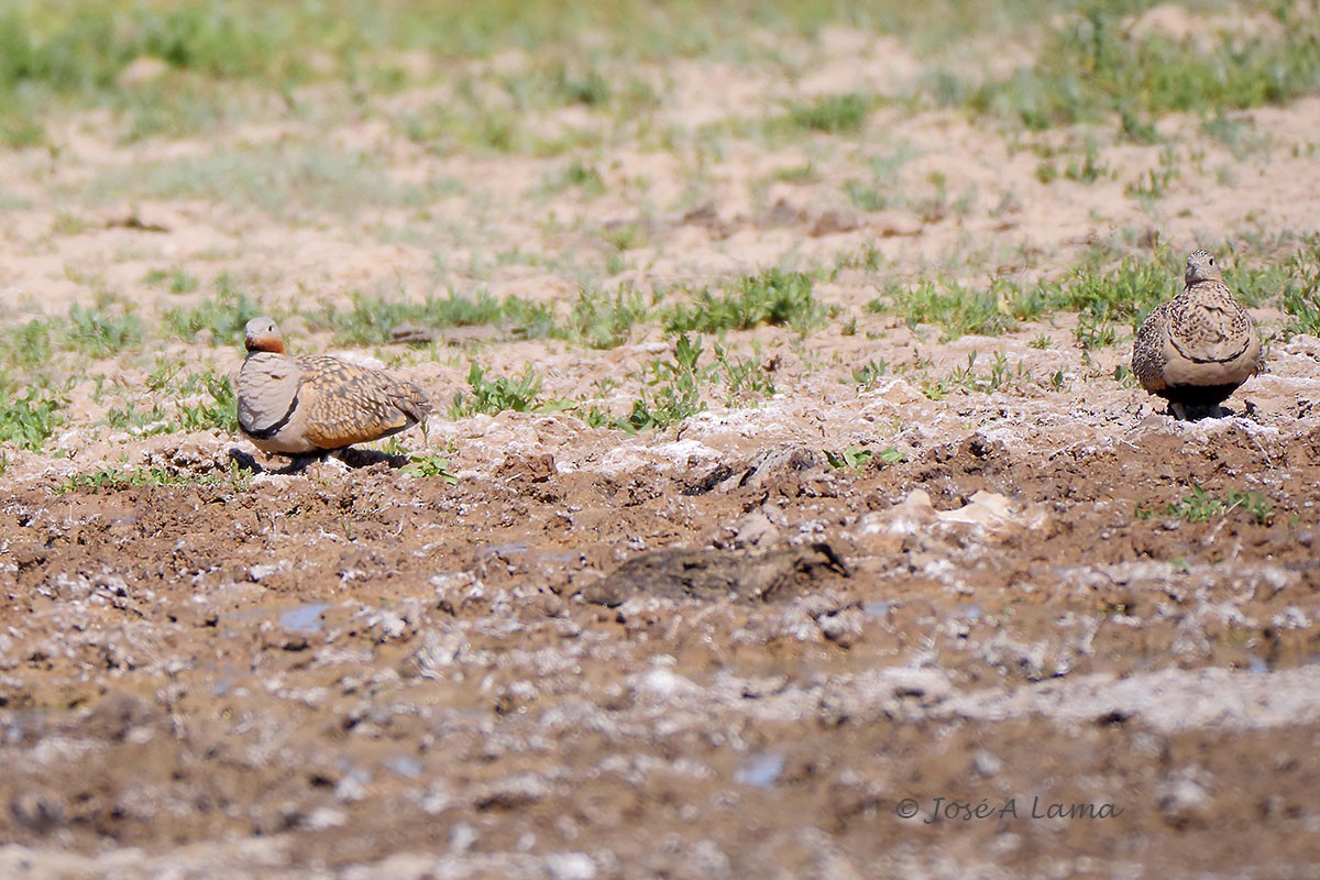 Black-bellied Sandgrouse - Jose Antonio Lama