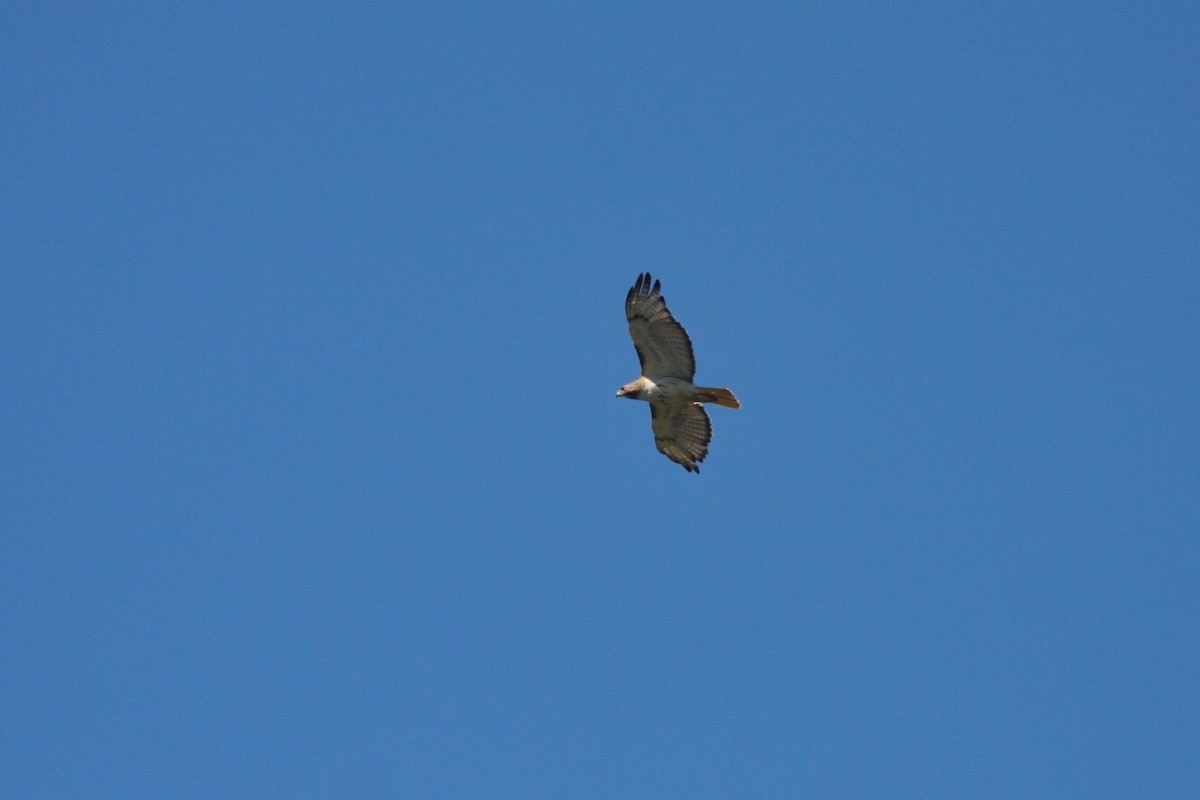 Red-tailed Hawk - ML110254761