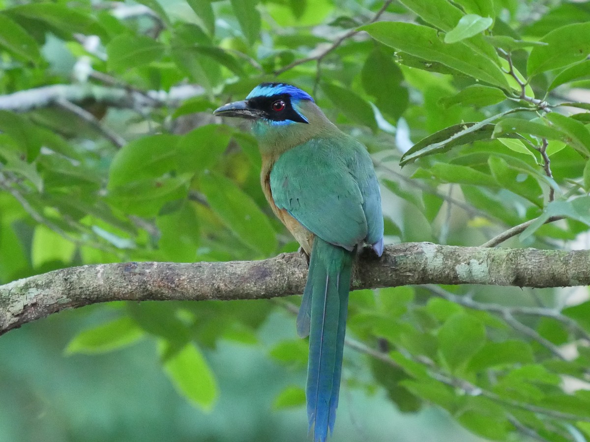 Amazonian Motmot - Linda Merry