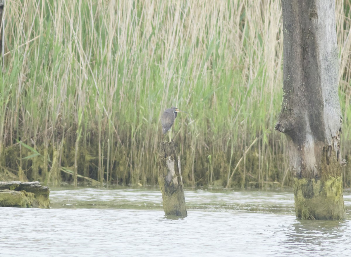 Tricolored Heron - ML110256691