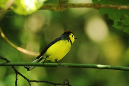 Collared Redstart - ML110258601