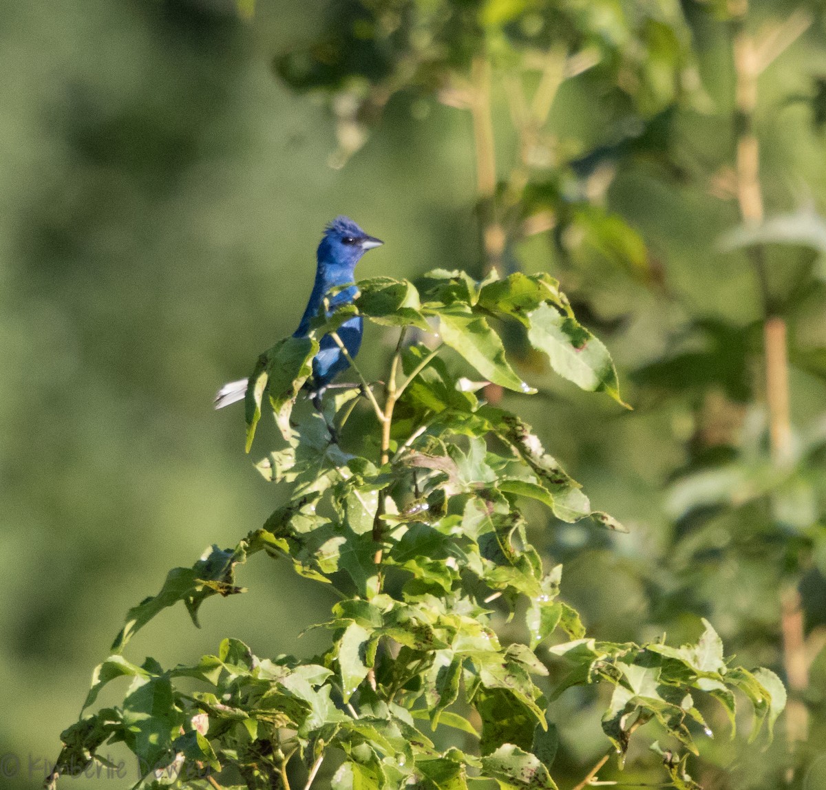 Indigo Bunting - ML110259671