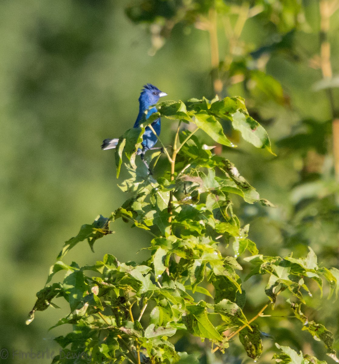 Indigo Bunting - ML110259691