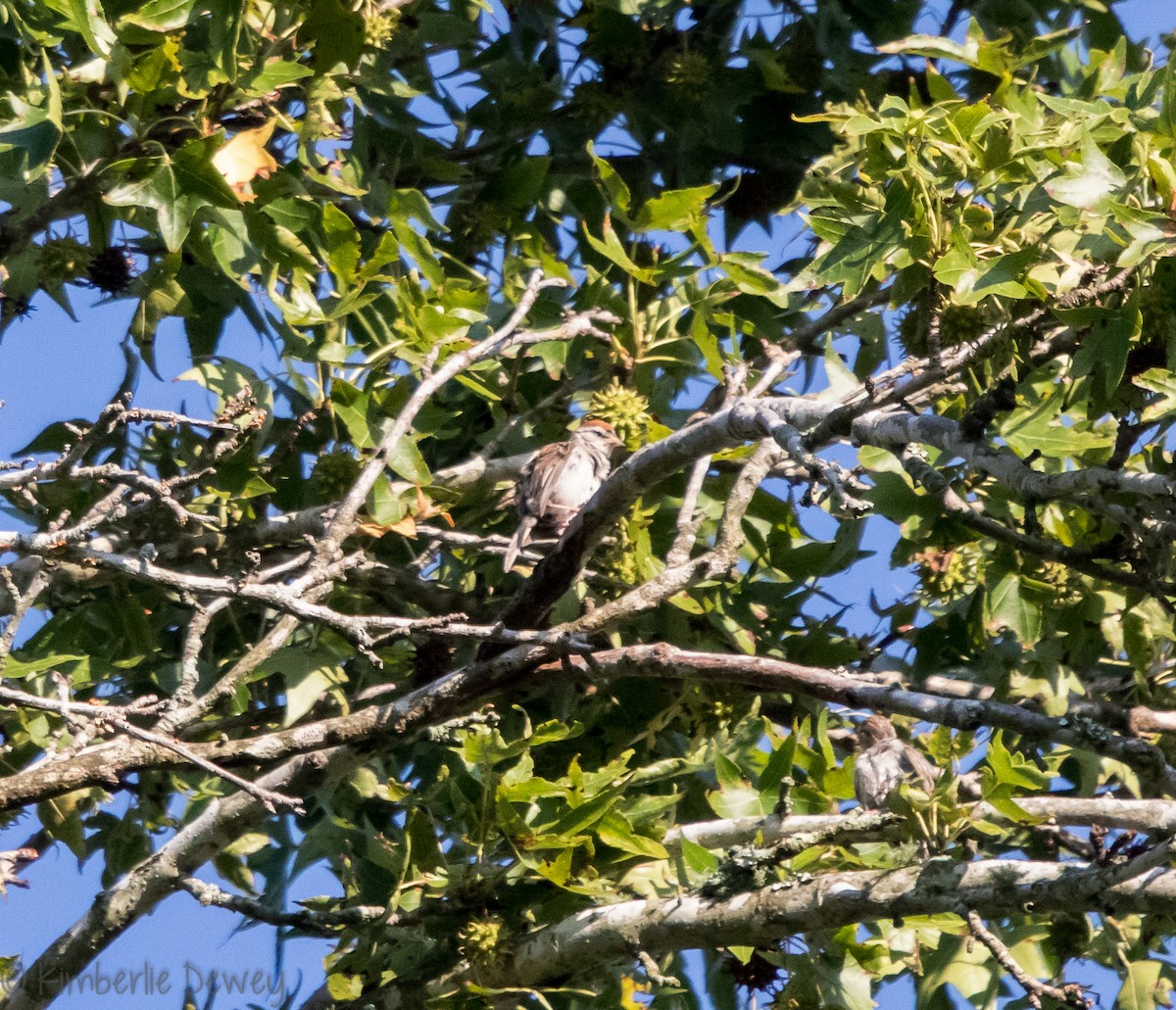 Chipping Sparrow - ML110259811