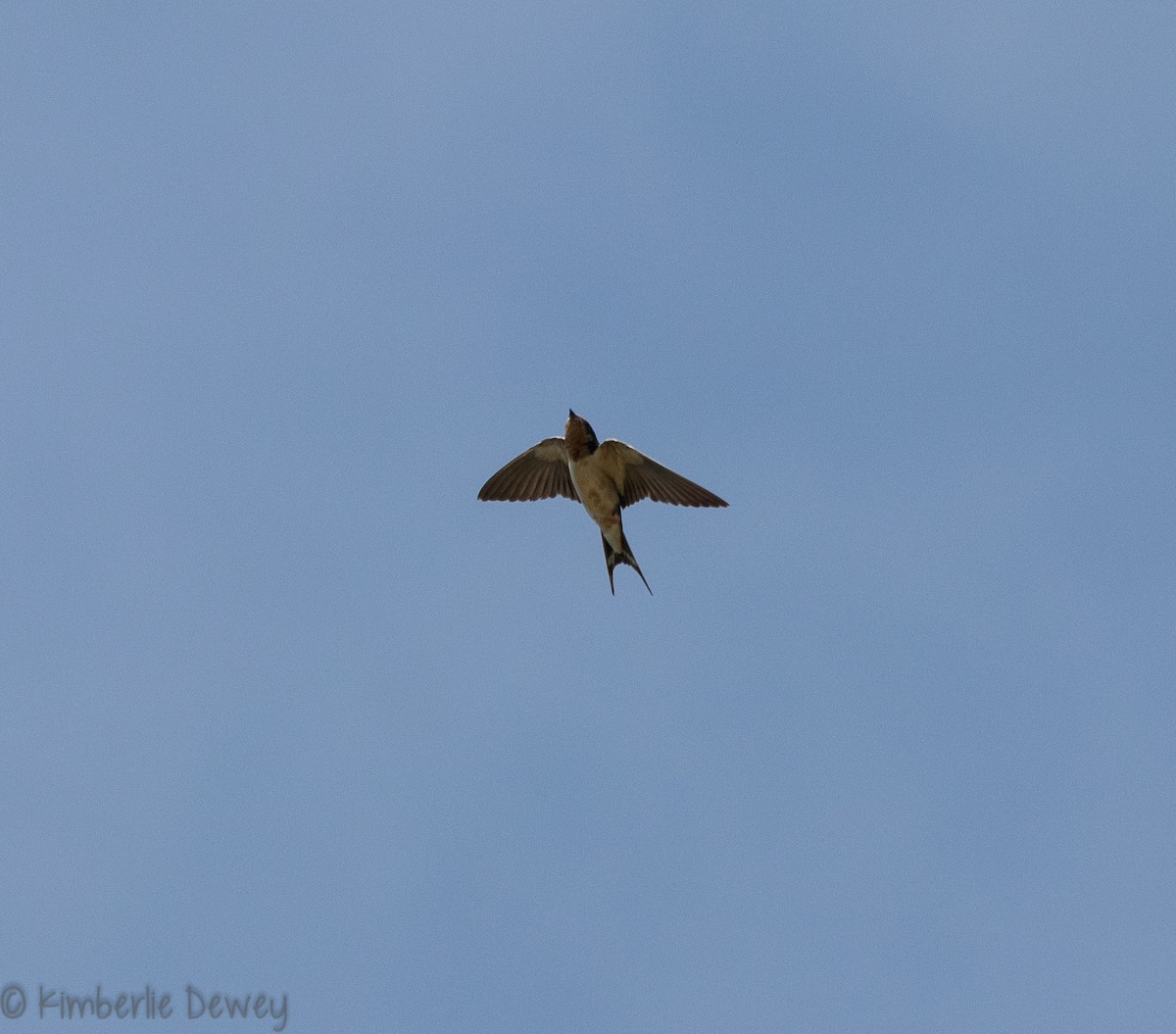 Barn Swallow - ML110259871