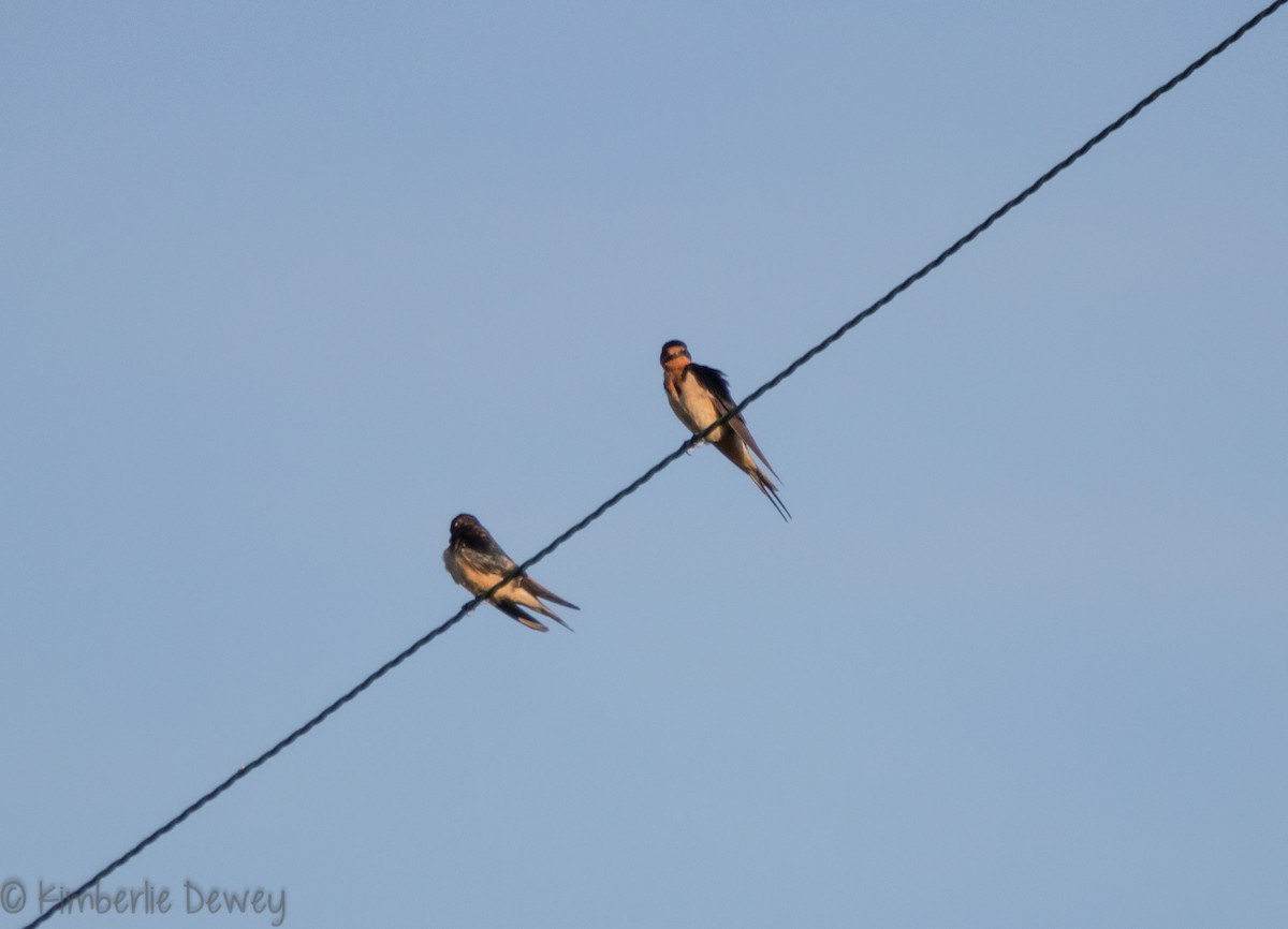 Barn Swallow - ML110259891