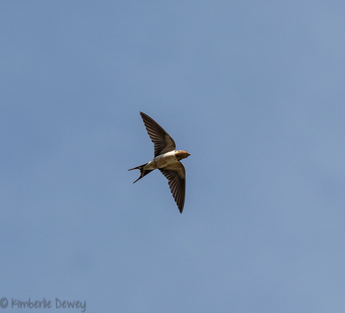 Barn Swallow - ML110259901