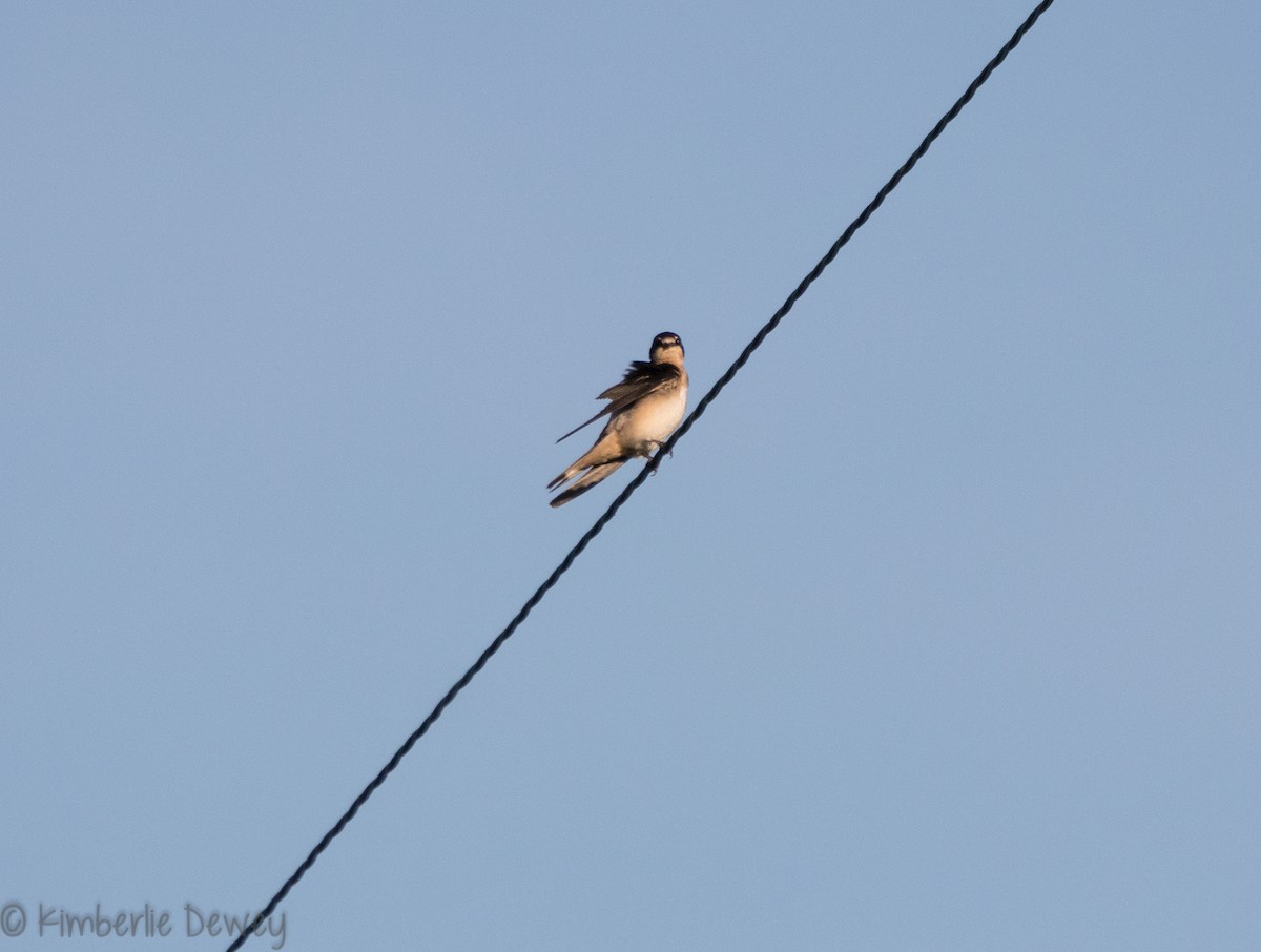 Barn Swallow - ML110259911
