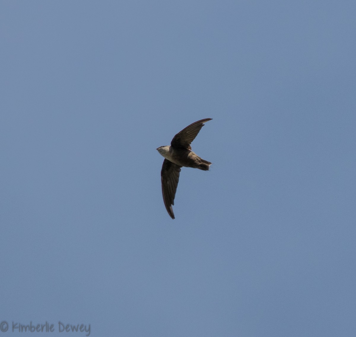 Chimney Swift - ML110260021