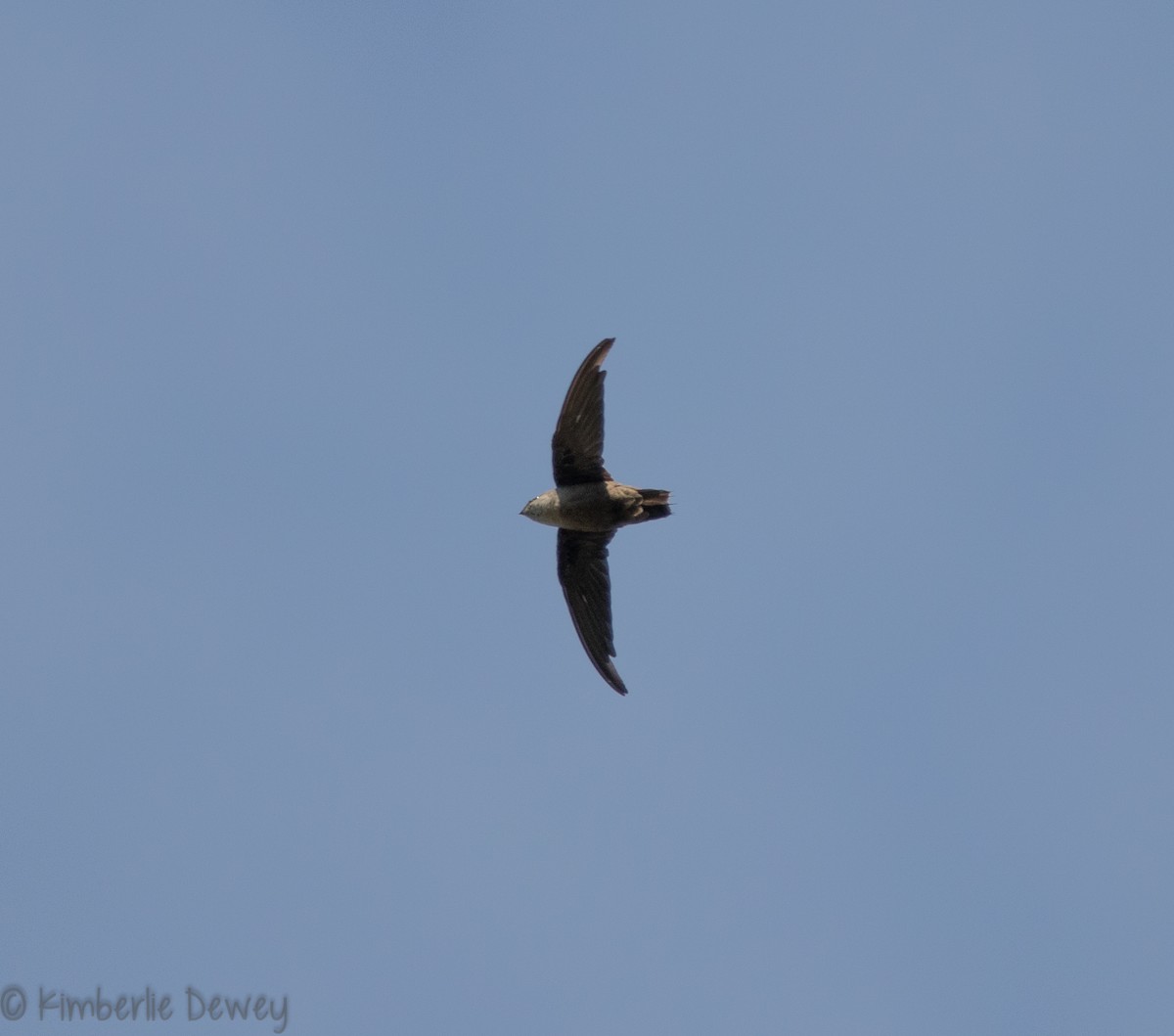 Chimney Swift - ML110260031