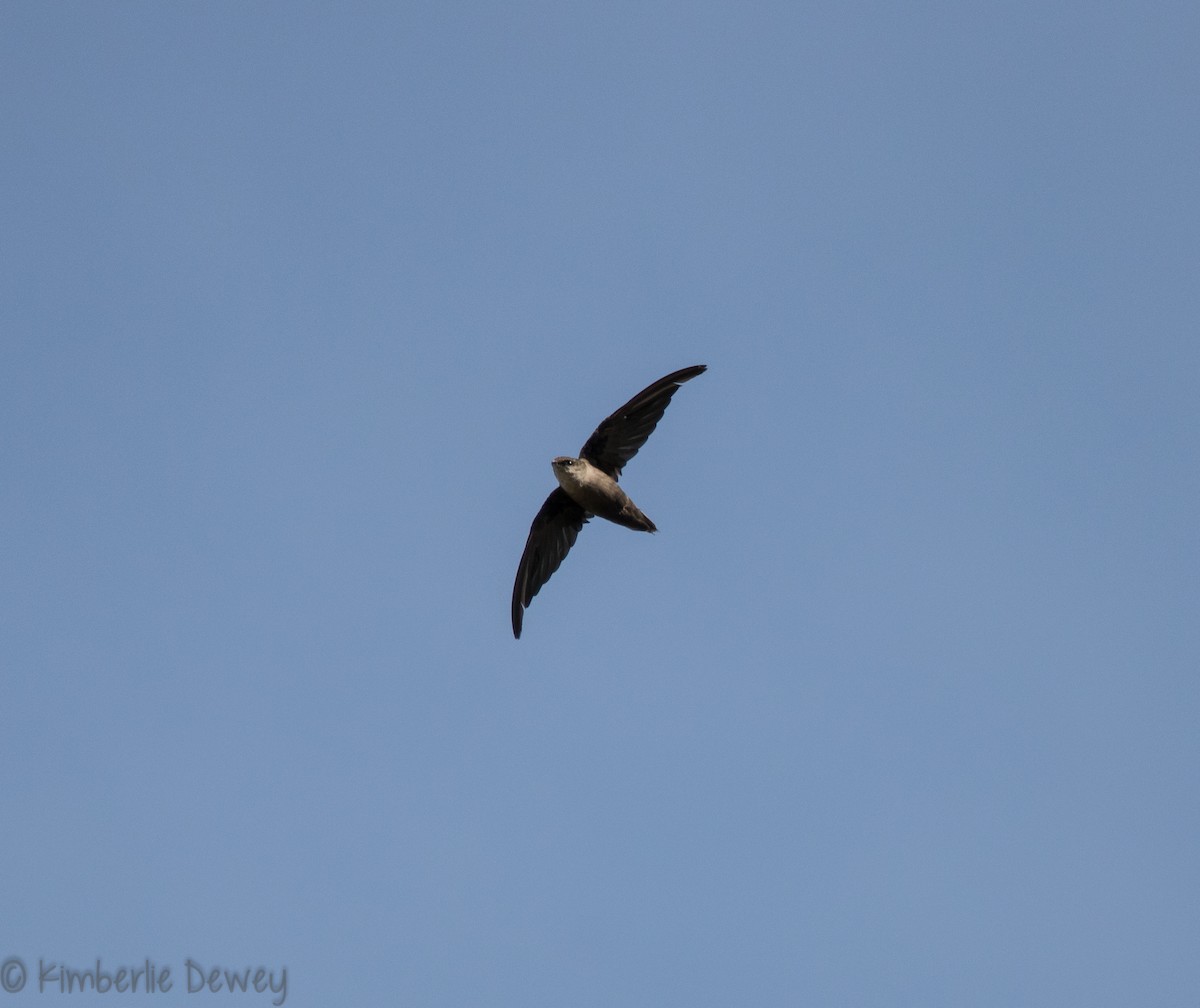 Chimney Swift - ML110260041