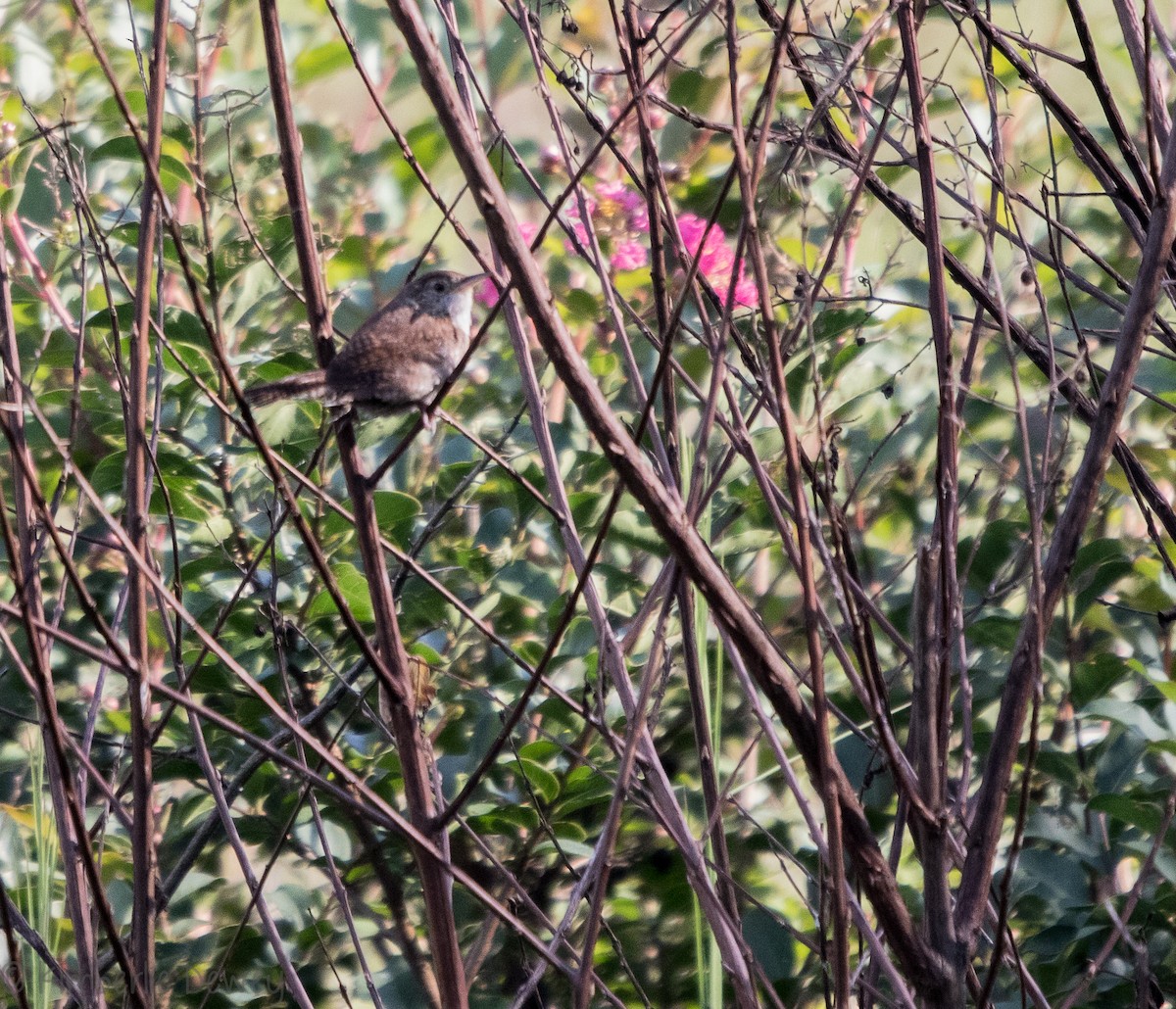 Northern House Wren - ML110260121