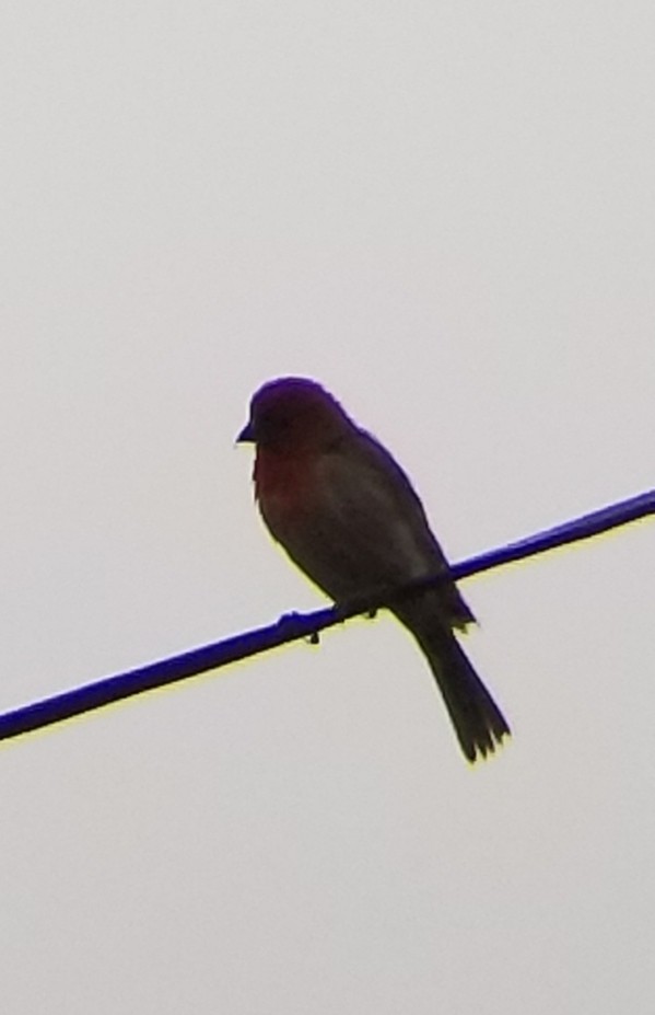 House Finch - Ben Davis