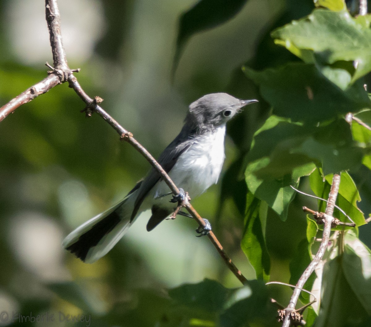 Blue-gray Gnatcatcher - ML110260261