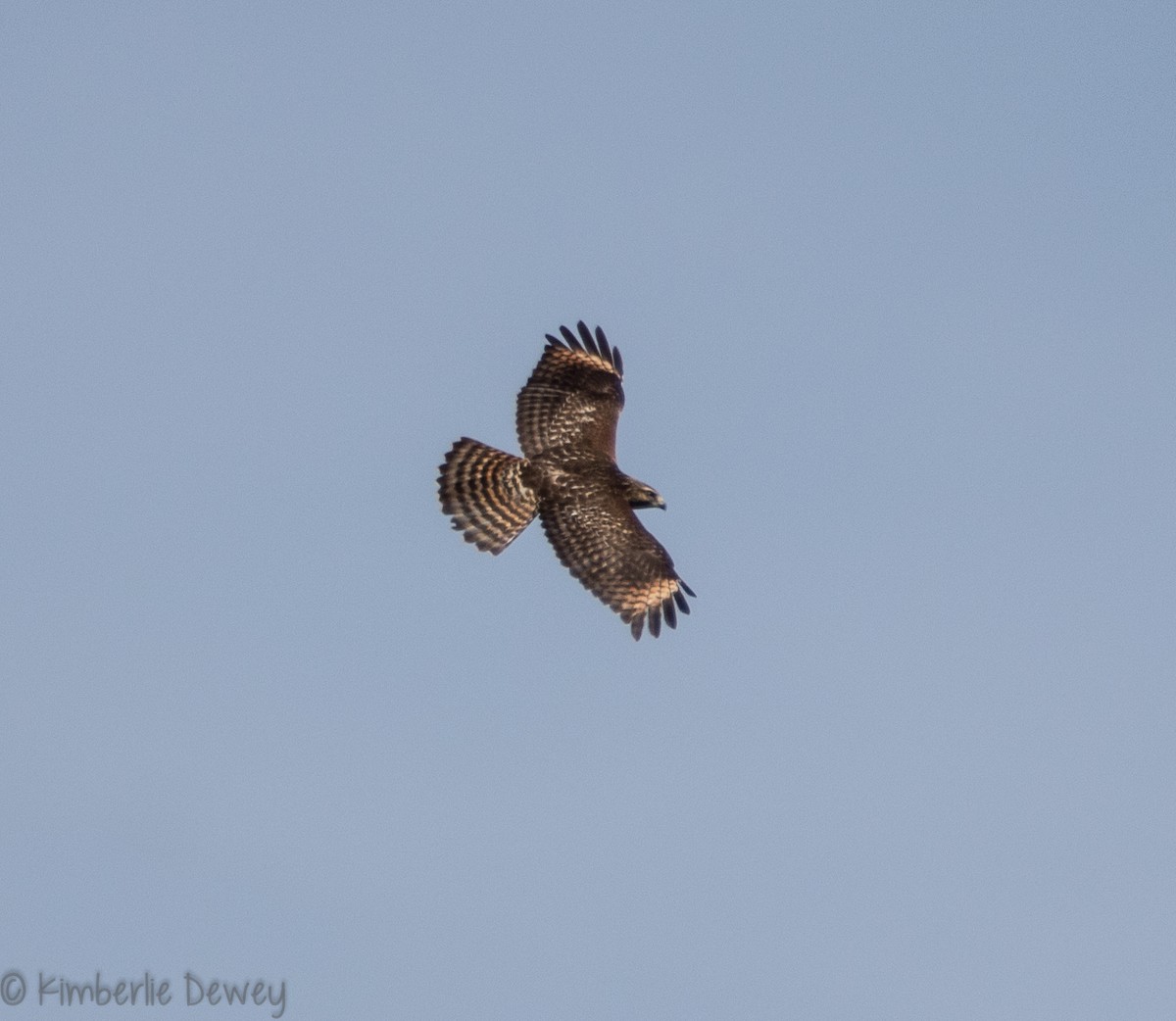 Red-shouldered Hawk - ML110260431