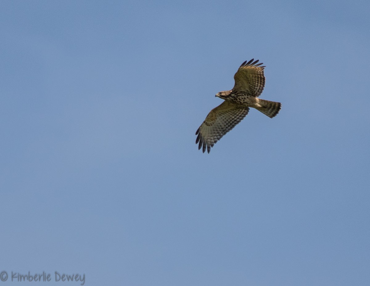 Red-shouldered Hawk - ML110260461