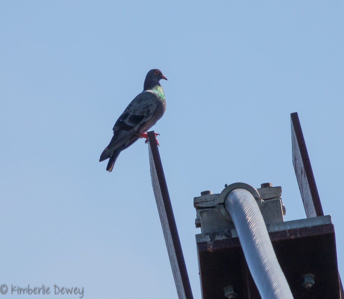 Rock Pigeon (Feral Pigeon) - ML110260471