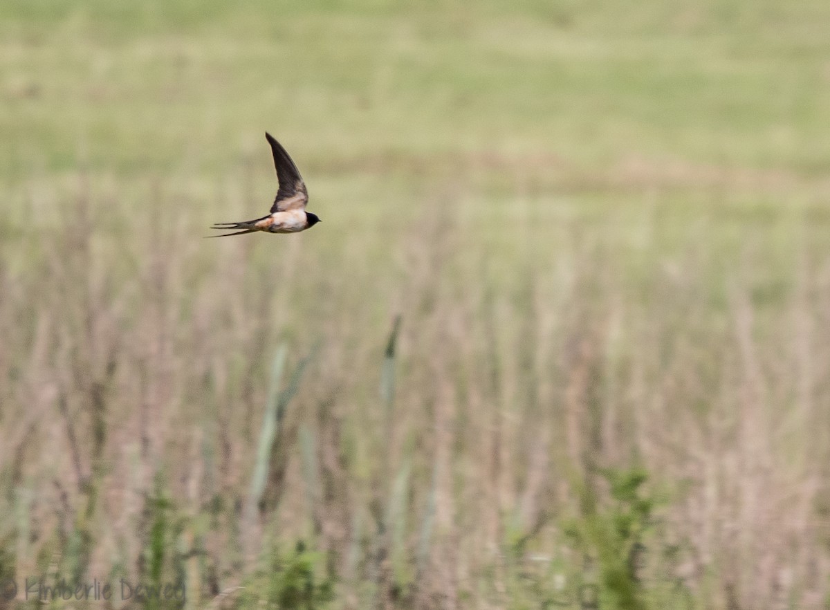 Barn Swallow - ML110260501