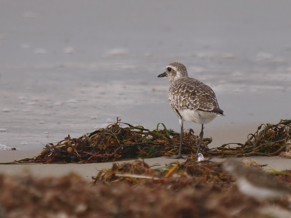 Black-bellied Plover - ML110260541