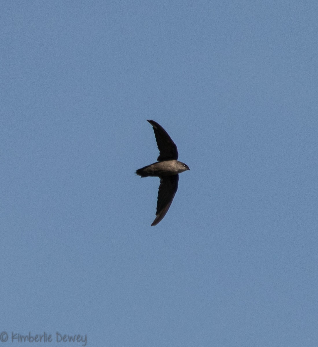 Chimney Swift - ML110260651