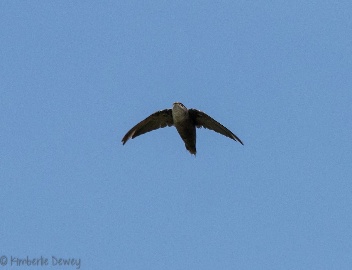 Chimney Swift - ML110260661