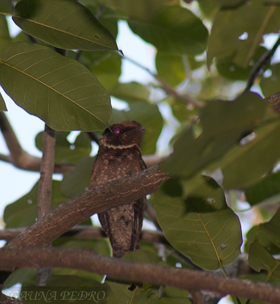 Short-tailed Nighthawk - ML110261121