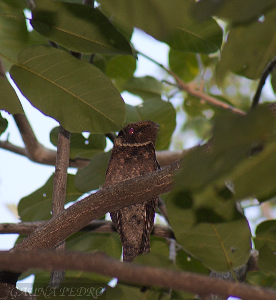 Short-tailed Nighthawk - ML110261141