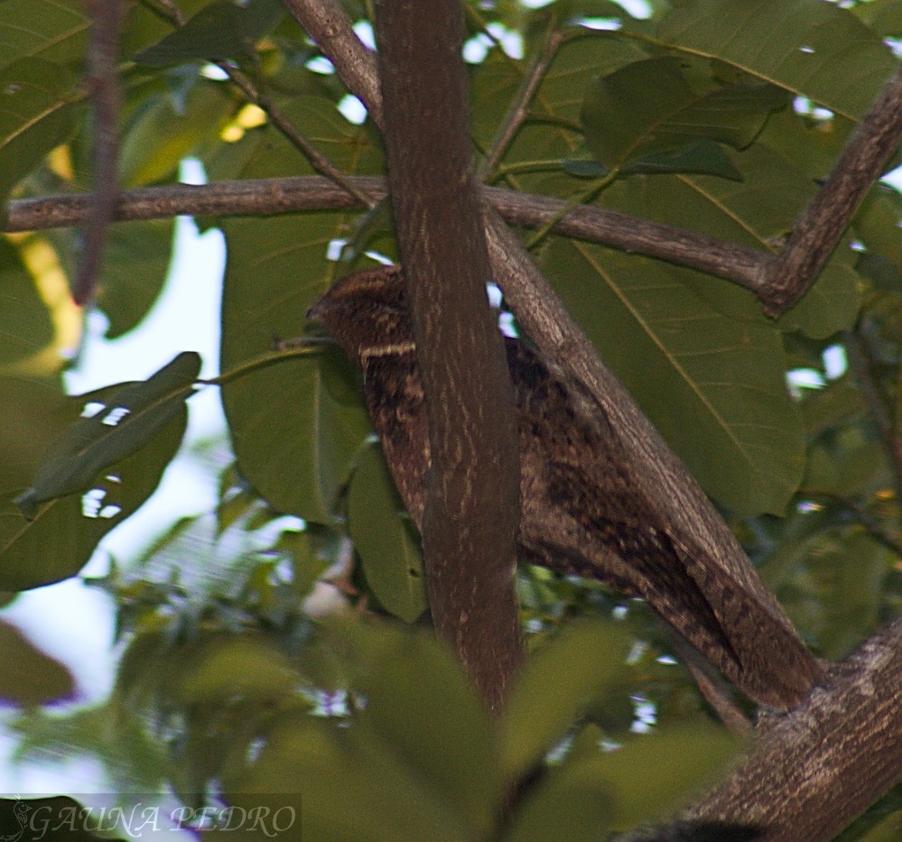 Short-tailed Nighthawk - Pedro Gauna