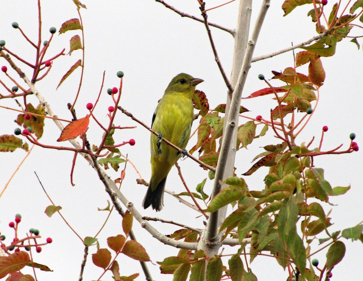 Piranga écarlate - ML110262811