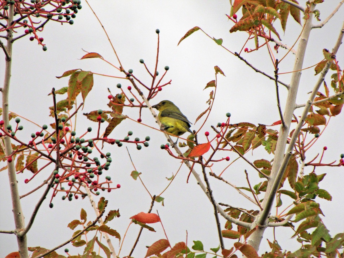 Scarlet Tanager - Brian Daniels