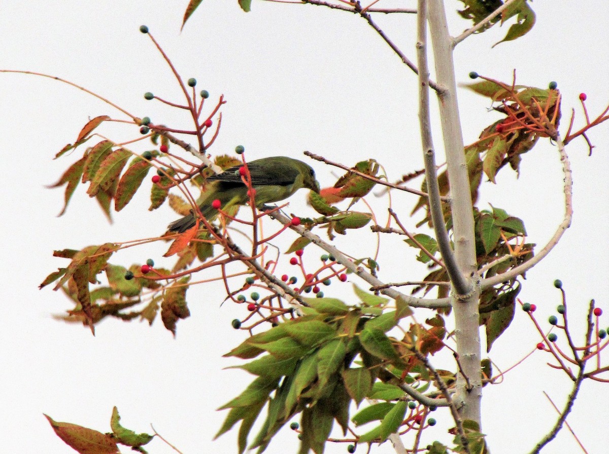 Scarlet Tanager - Brian Daniels