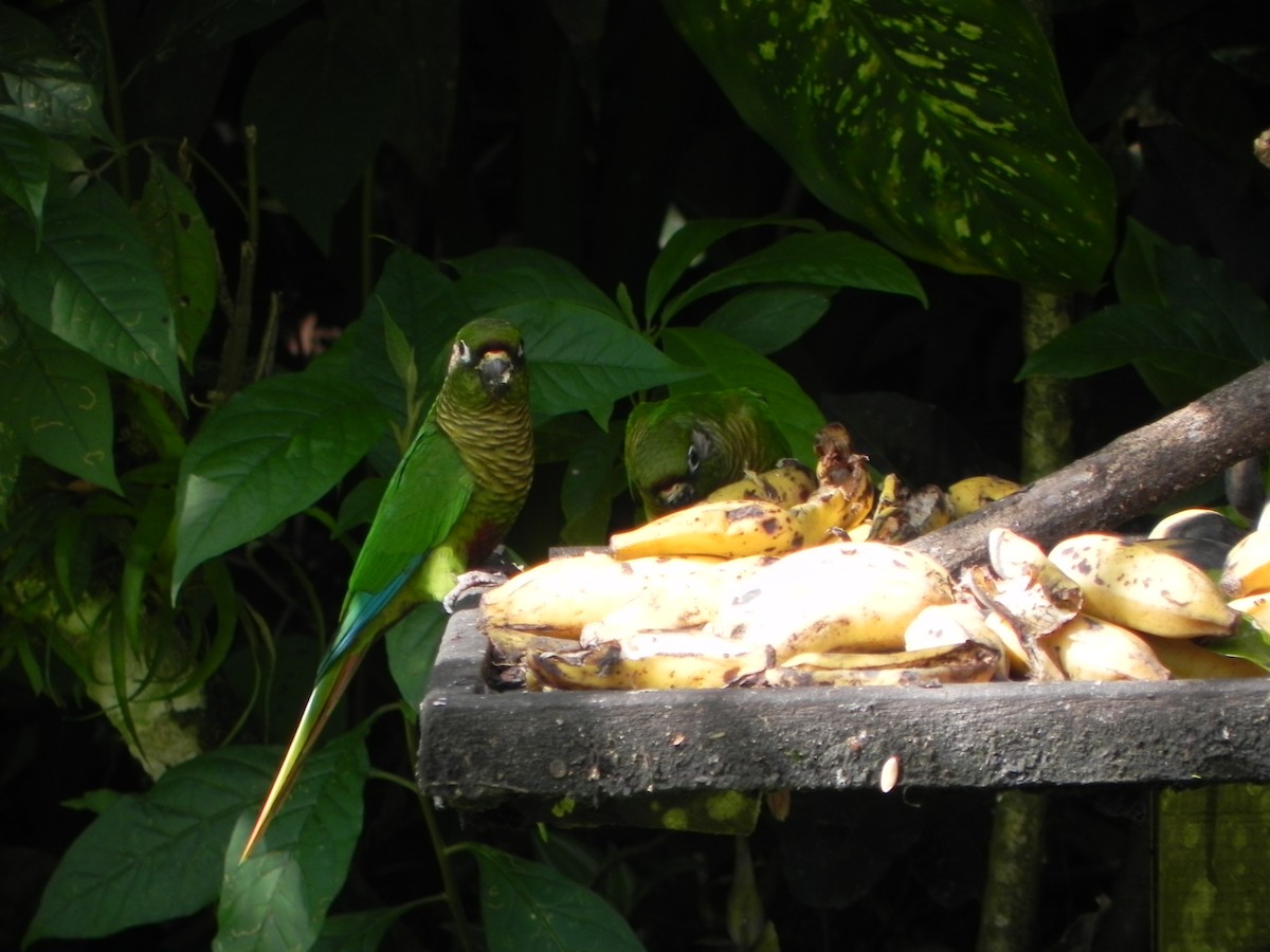 Maroon-bellied Parakeet - ML110263141