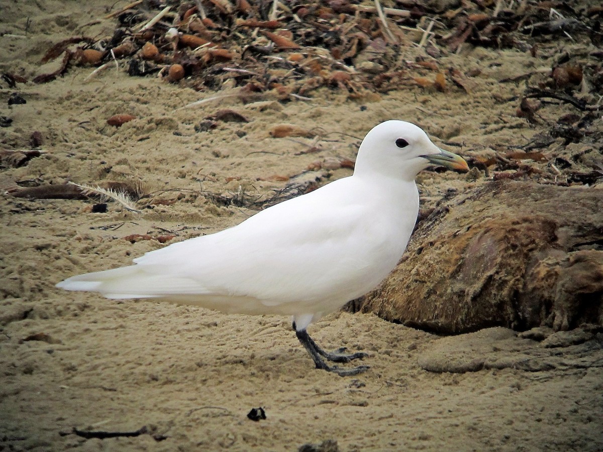 Ivory Gull - ML110264151