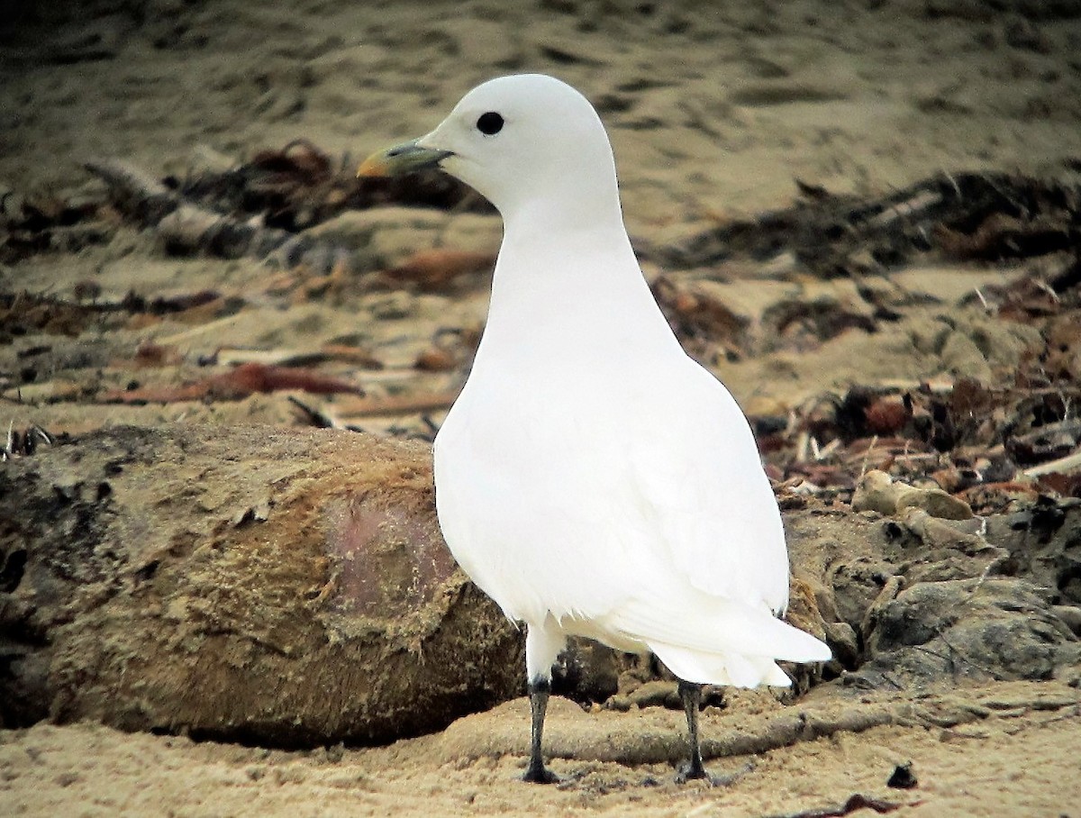 Ivory Gull - ML110264161