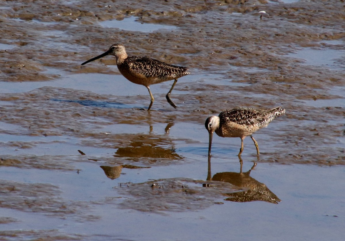 Long-billed Dowitcher - Darcy Thomas
