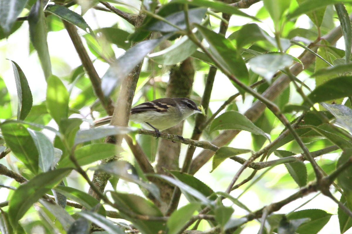 White-throated Tyrannulet - ML110267761