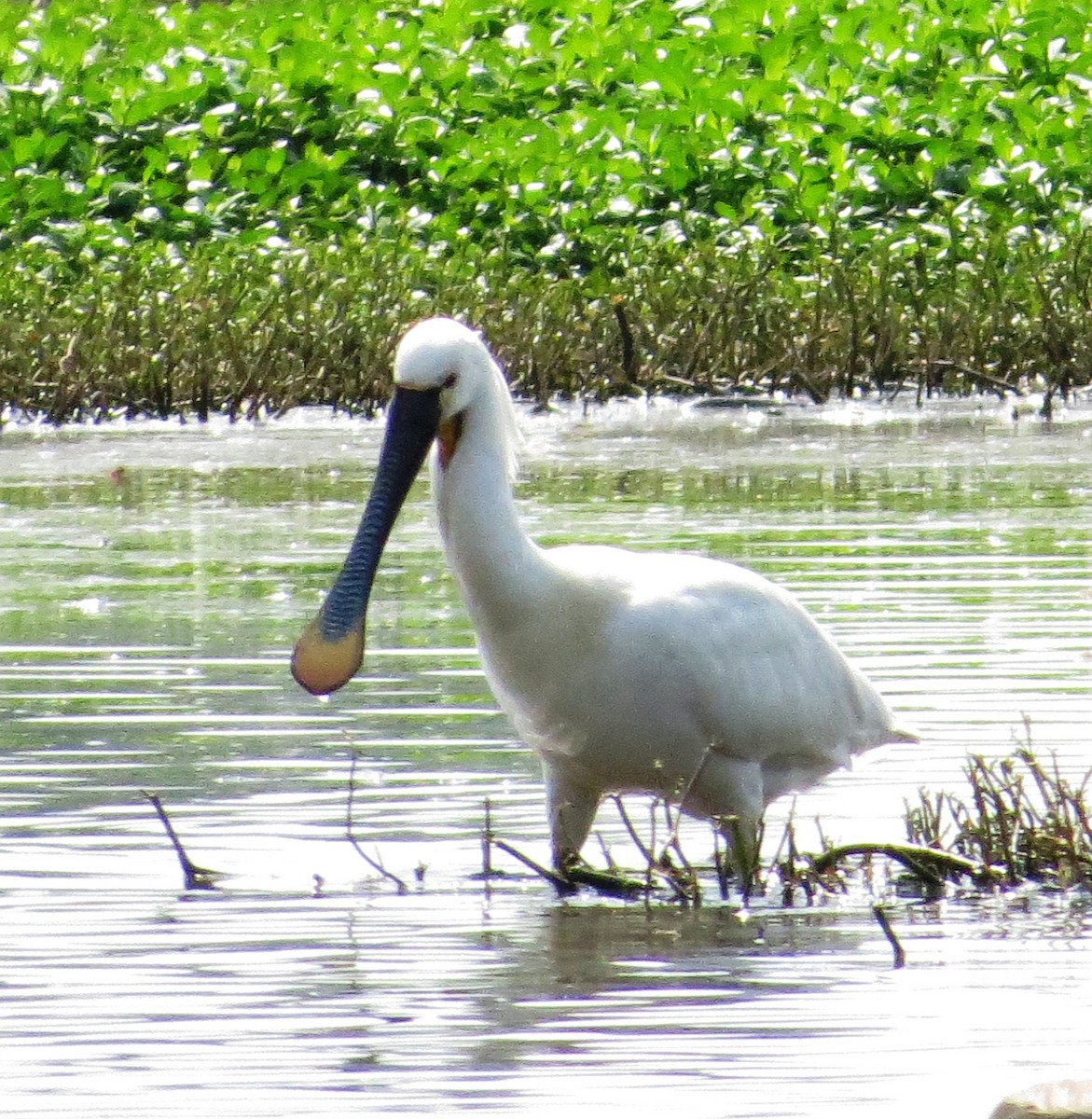 Eurasian Spoonbill - ML110267861