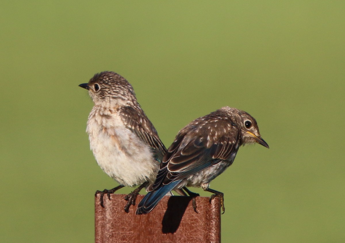 Eastern Bluebird - ML110268561