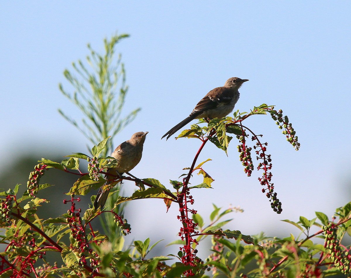 Northern Mockingbird - ML110268611