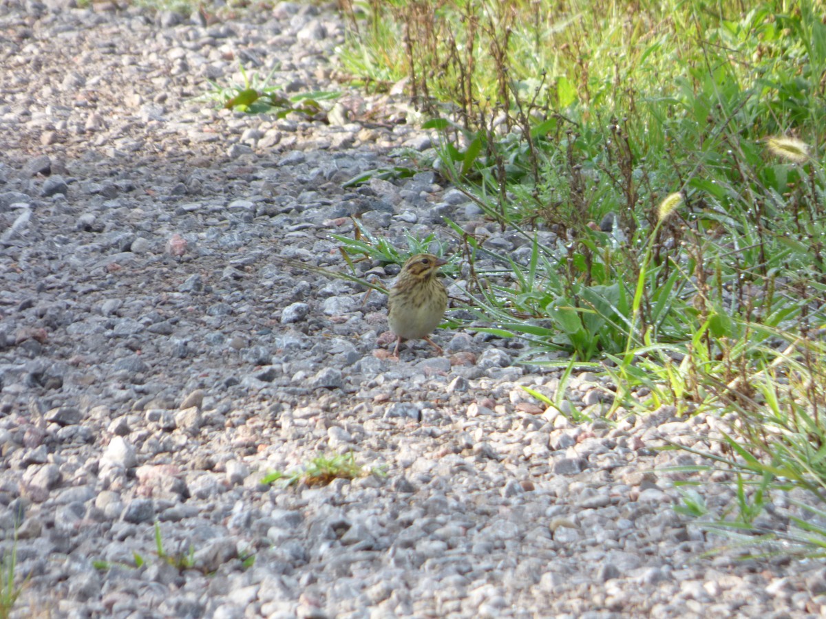 Savannah Sparrow - ML110268801