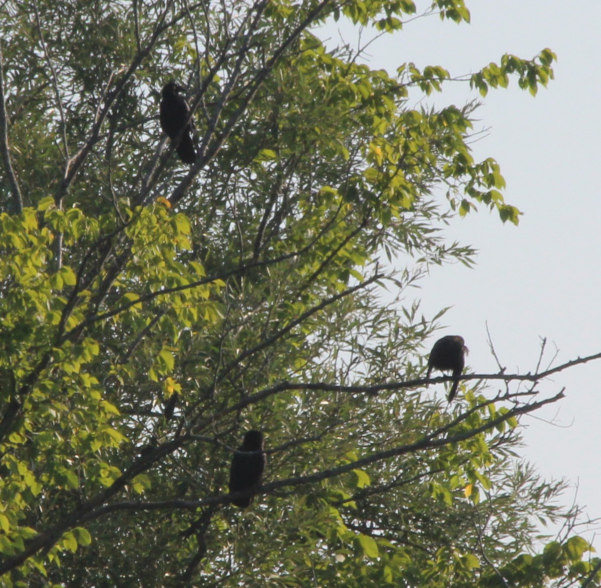 American Crow - ML110269441