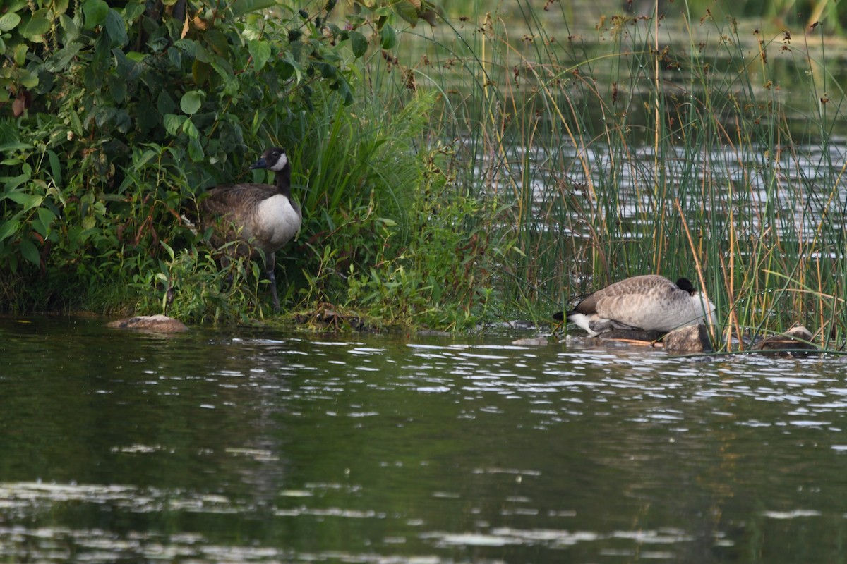 Canada Goose - ML110270401